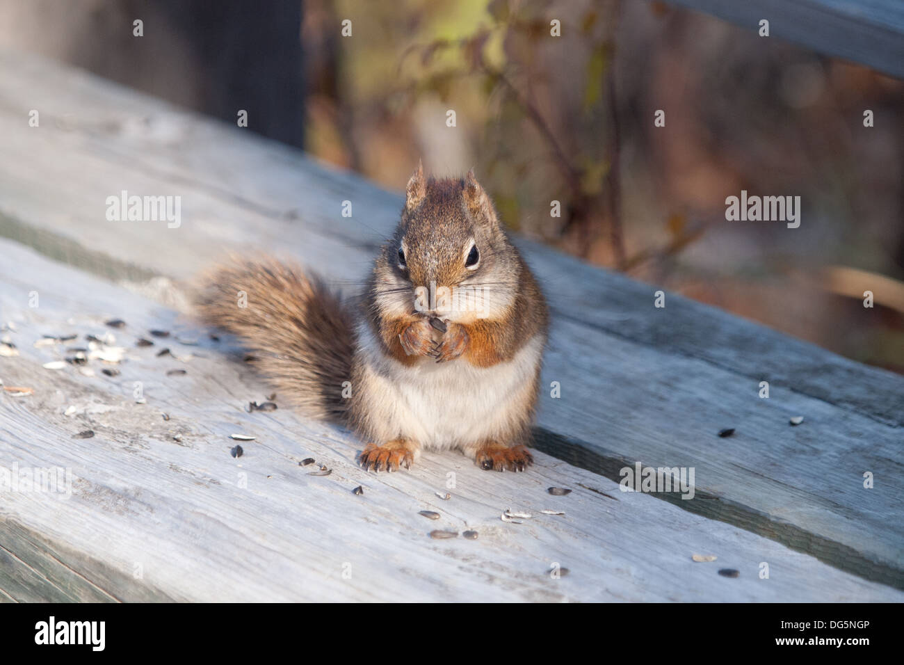 Una grande personalità, super cute, American scoiattolo rosso (Tamiasciurus hudsonicus) si alimenta di semi di girasole in prossimità di Saskatoon, Canada. Foto Stock