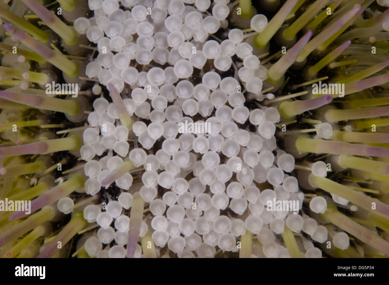 Subacquea immagine ravvicinata di ricci di mare Lytechinus variegatus a Ilhabela, Sao Paulo membro a riva, Brasile Foto Stock