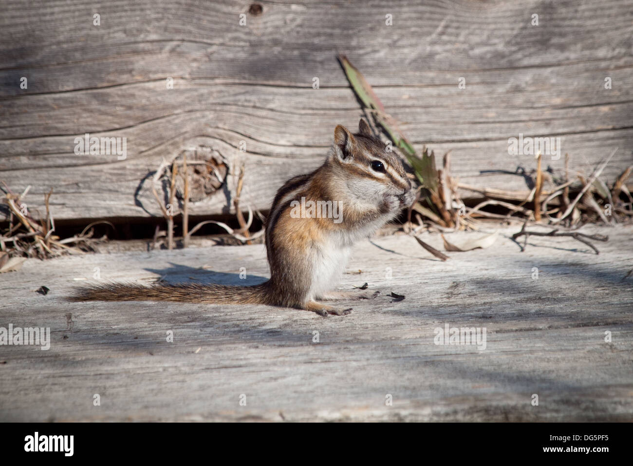 Un grazioso piccolo Scoiattolo striado almeno (Tamias minimus) si alimenta di semi di girasole a Beaver Creek Conservation Area nei pressi di Saskatoon, Canada. Foto Stock