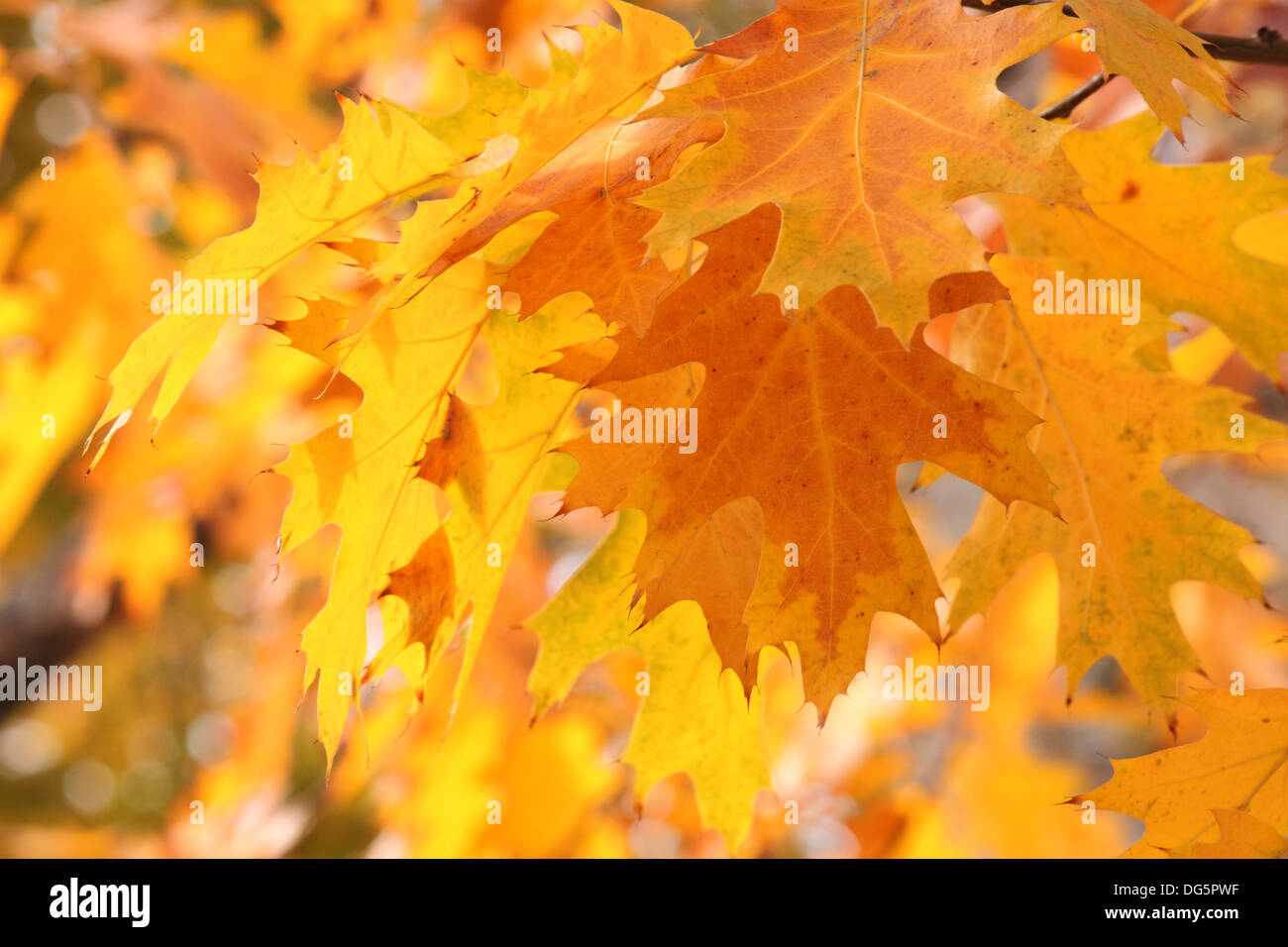 Close up della quercia a foglie di autunno Foto Stock