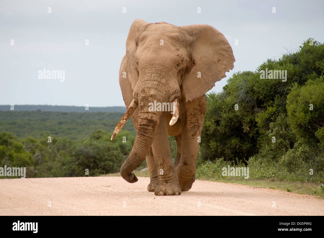 Elephant a camminare in mezzo alla strada in Addo elefanti National Park, Sud Africa. Foto Stock