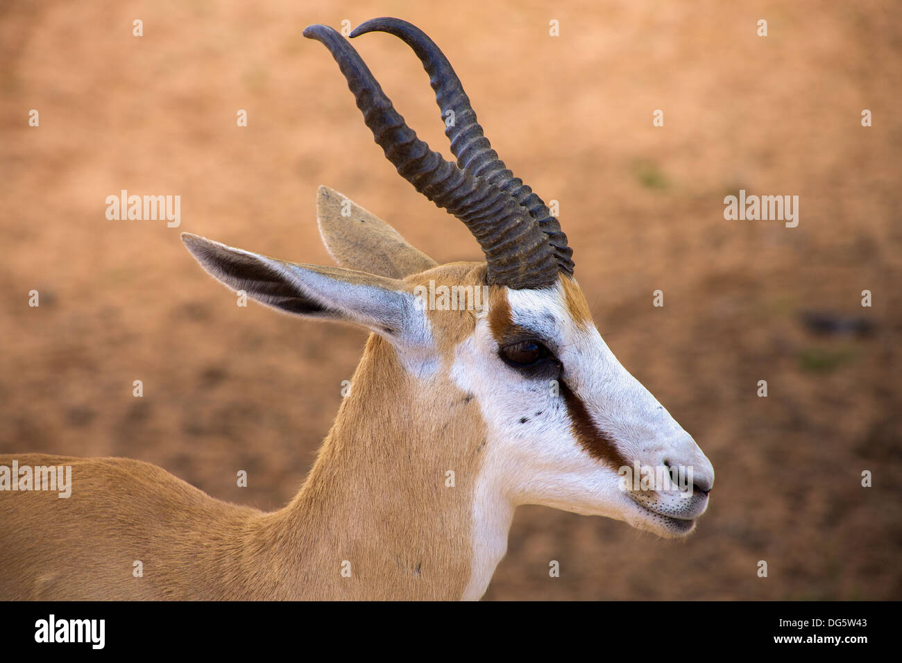 Baby Springbok nel deserto del Kalahari Foto Stock