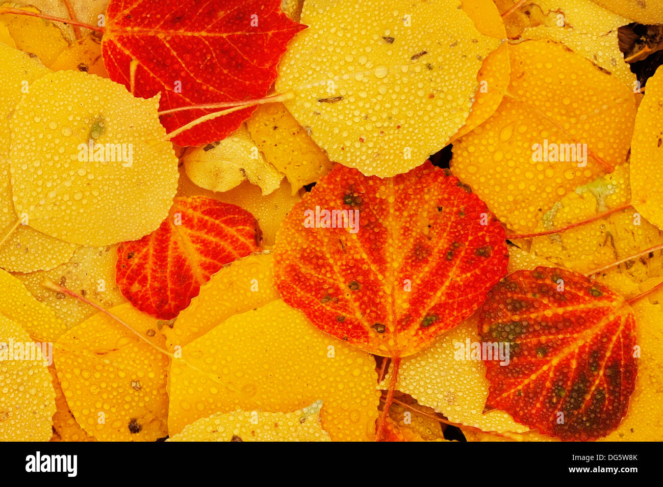 Close up di colorati di foglie di autunno a colori Foto Stock