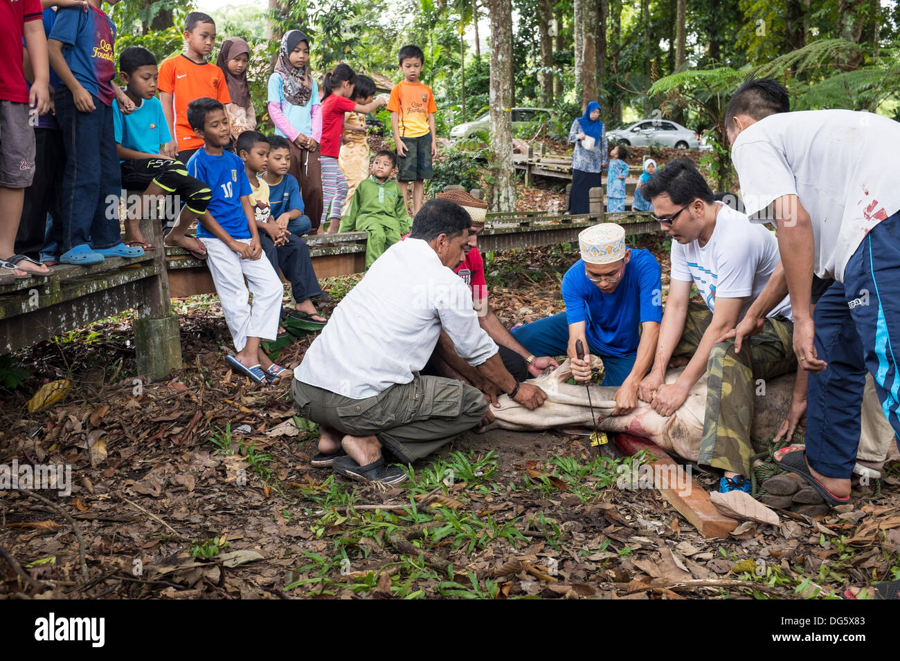 Kuala Lumpur in Malesia . 15 ottobre, 2013. Gli uomini di preparare per la macellazione di un vitello sul santo musulmano giorno di Hari Raya Haji o Eid al-Adha, al di fuori di una moschea di Kuala Lumpur in Malesia, 15 ottobre 2013. La vacanza di Hari Raya Haji segna la fine del hajj pellegrinaggio stagione. Credito: Asia File/Alamy Live News Foto Stock