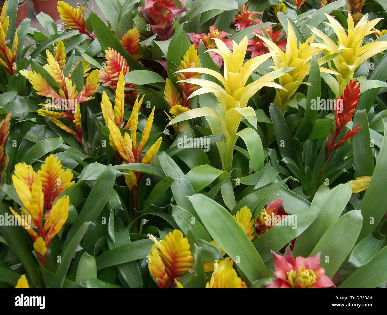 Impianti interni dalla famiglia Bromeliaceae (Vriesea, Guzmania, Aechmea  Foto stock - Alamy