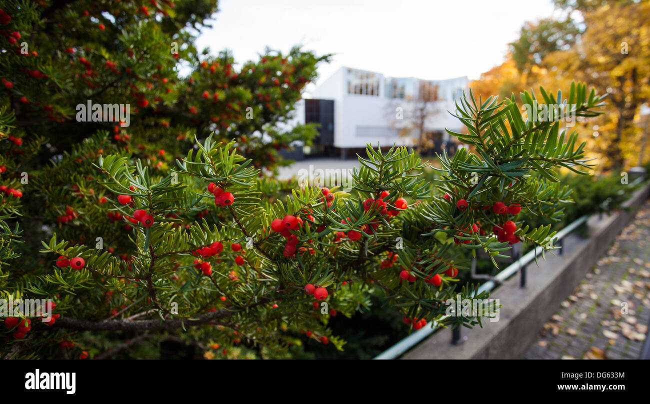 Unione yew bacche (Taxus baccata) Foto Stock