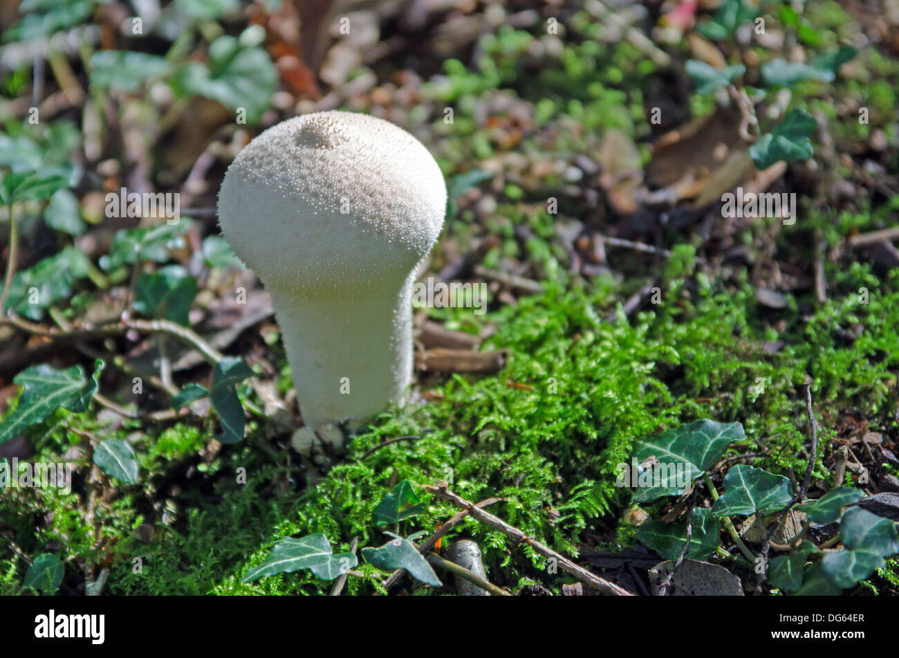 Spiney puffball fungo Foto Stock