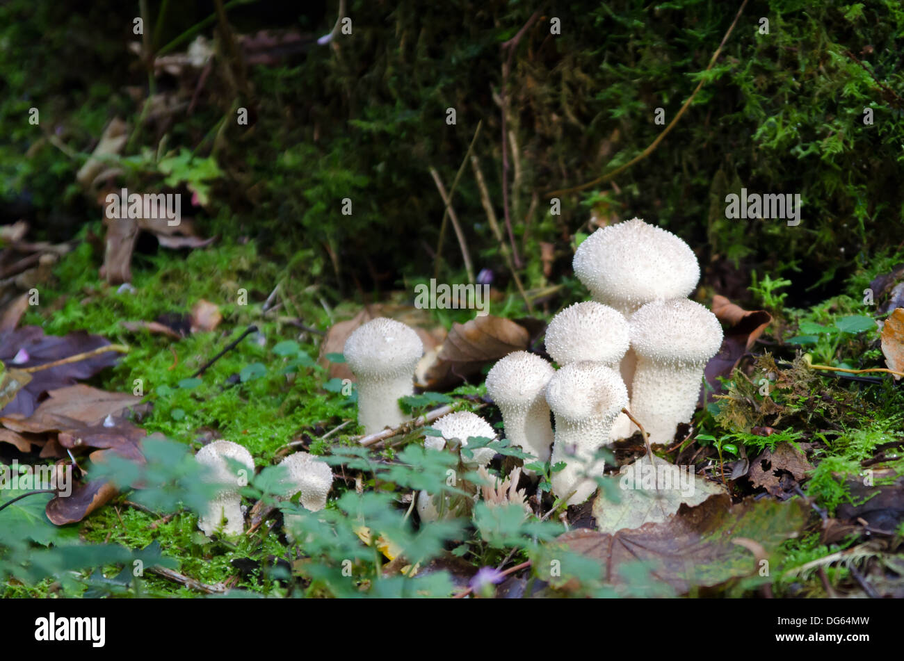 Spiney puffball fungo Foto Stock