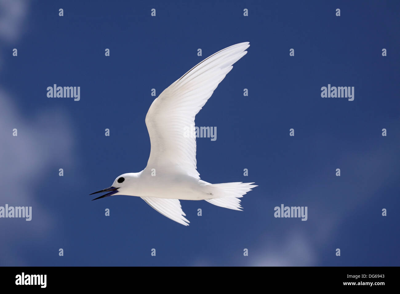 Bianco o Fairy Tern chiamando in volo a Bird Island Seychelles Foto Stock