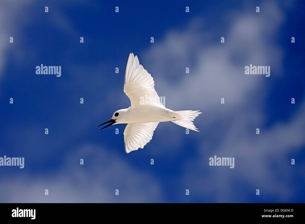 Bianco o Fairy Tern chiamando in volo a Bird Island Seychelles Foto Stock