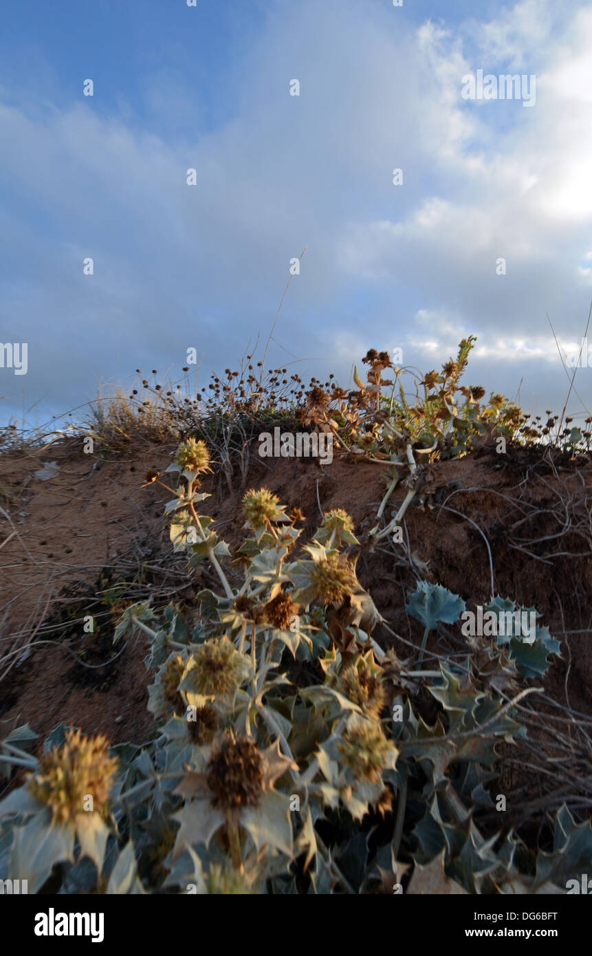 La vegetazione nei dintorni di Cala Pregonda di Minorca Foto Stock