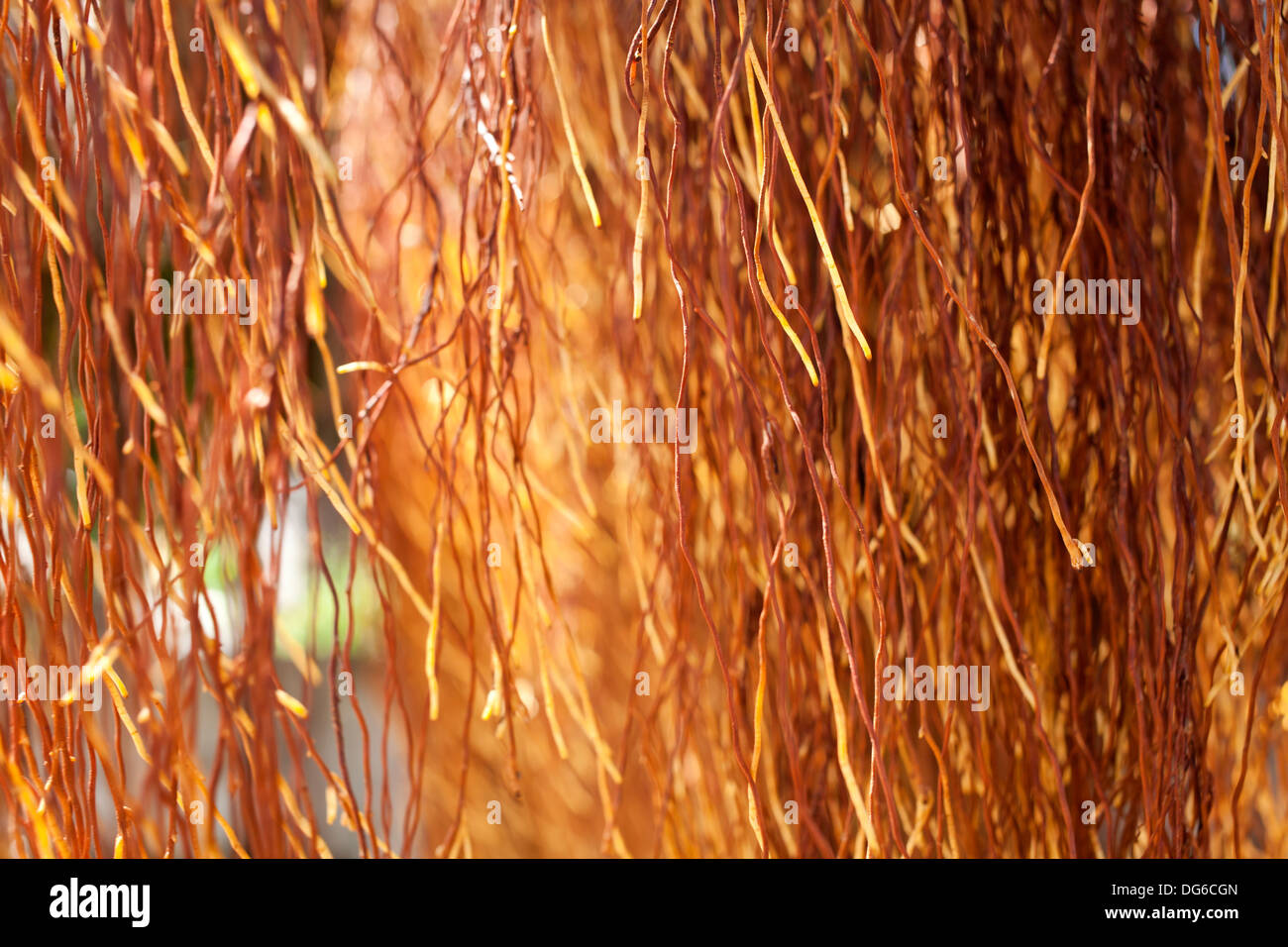 Radici di aria, marrone giallo aria radice del banyan tree texture Foto Stock