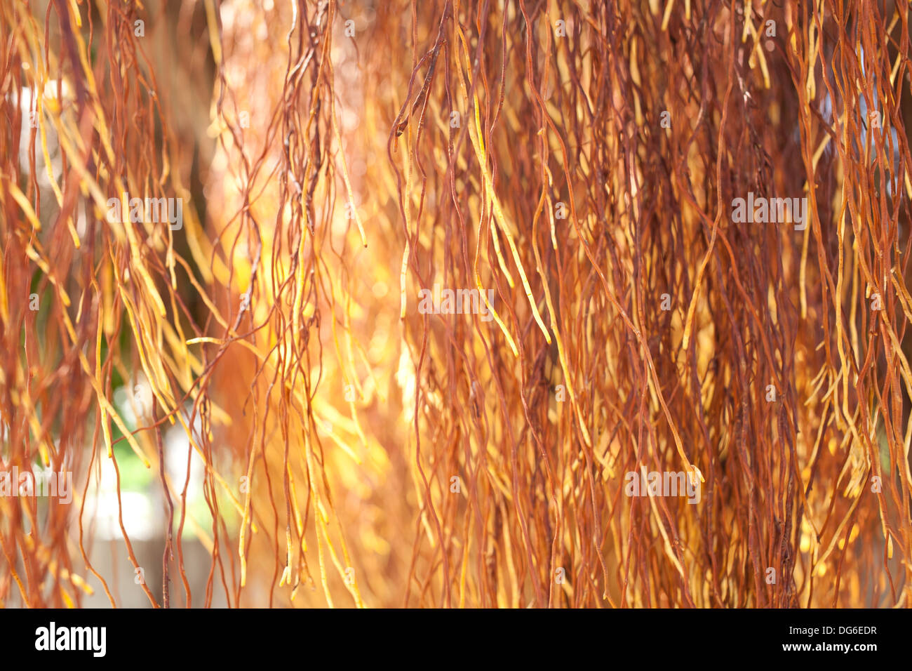 Radici di aria, marrone giallo aria radice del banyan tree texture Foto Stock