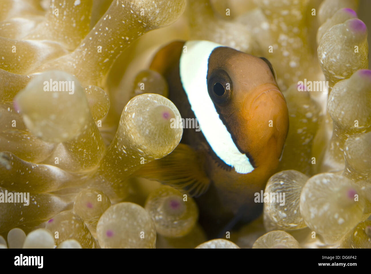 Il pomodoro clownfish, amphiprion frenatus Foto Stock