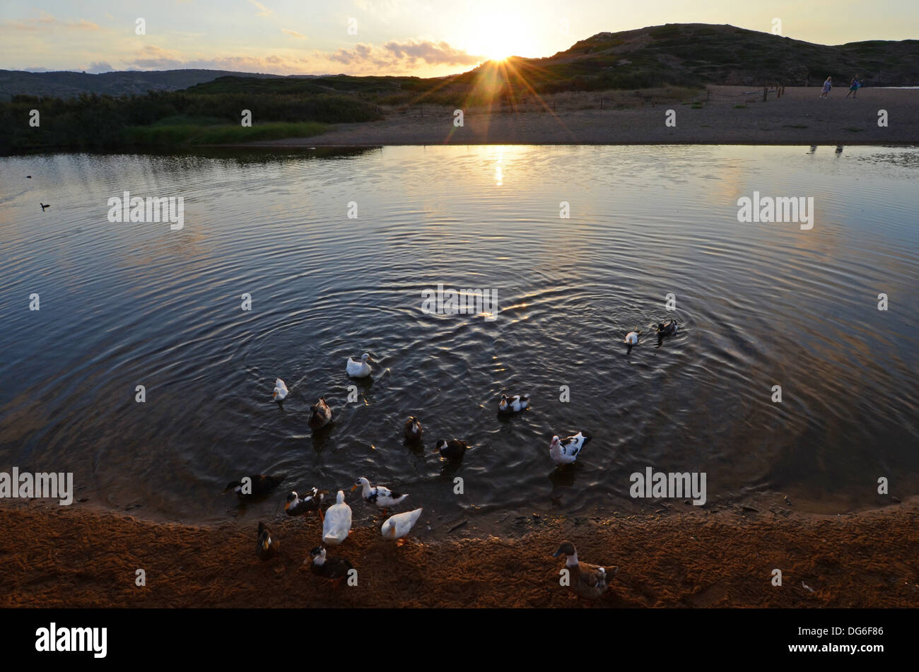 Il lago con le anatre in Binimel-la spiaggia, Es Mercadal Menorca Foto Stock