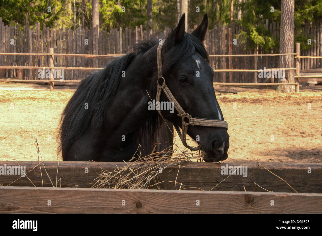 Mangiare cavallo nero ritratto con erba secca Foto Stock