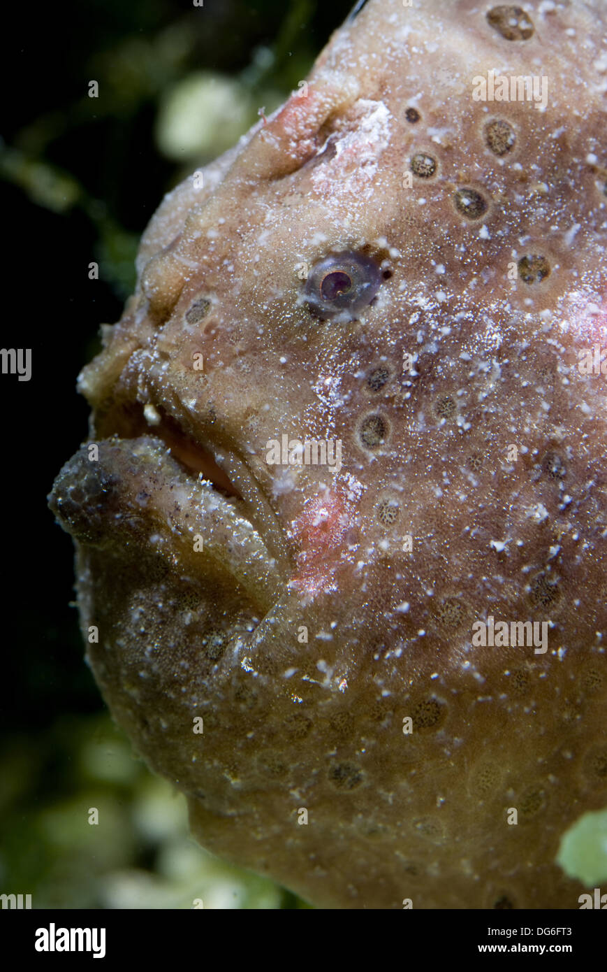 Rana pescatrice, antennarius maculatus Foto Stock