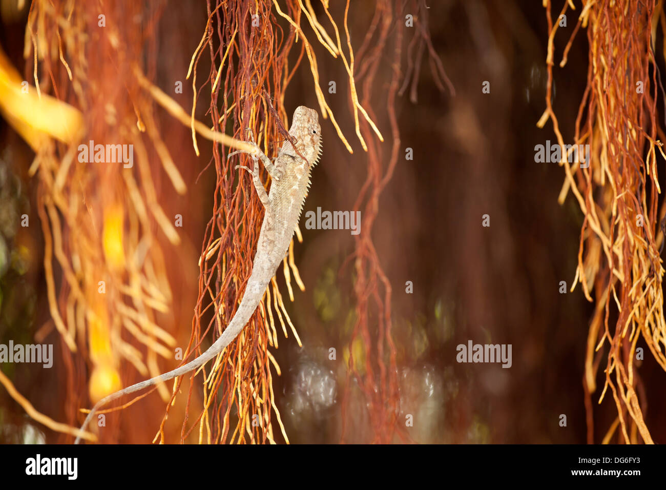 Lizard, marrone chiaro lizard cattura aria radice del banyan tree Foto Stock