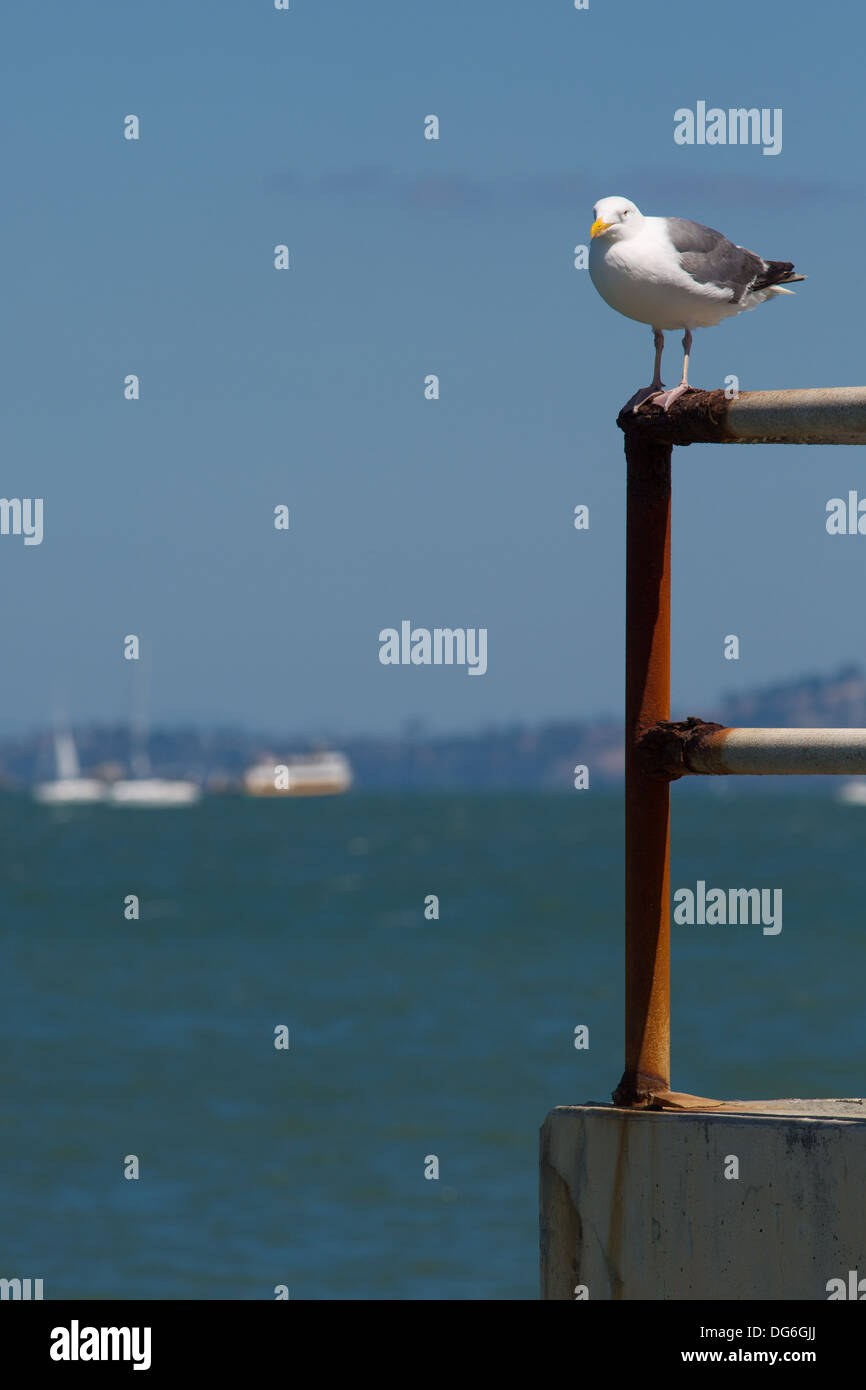 Uccello che riposa nella baia di San Francisco. Foto Stock