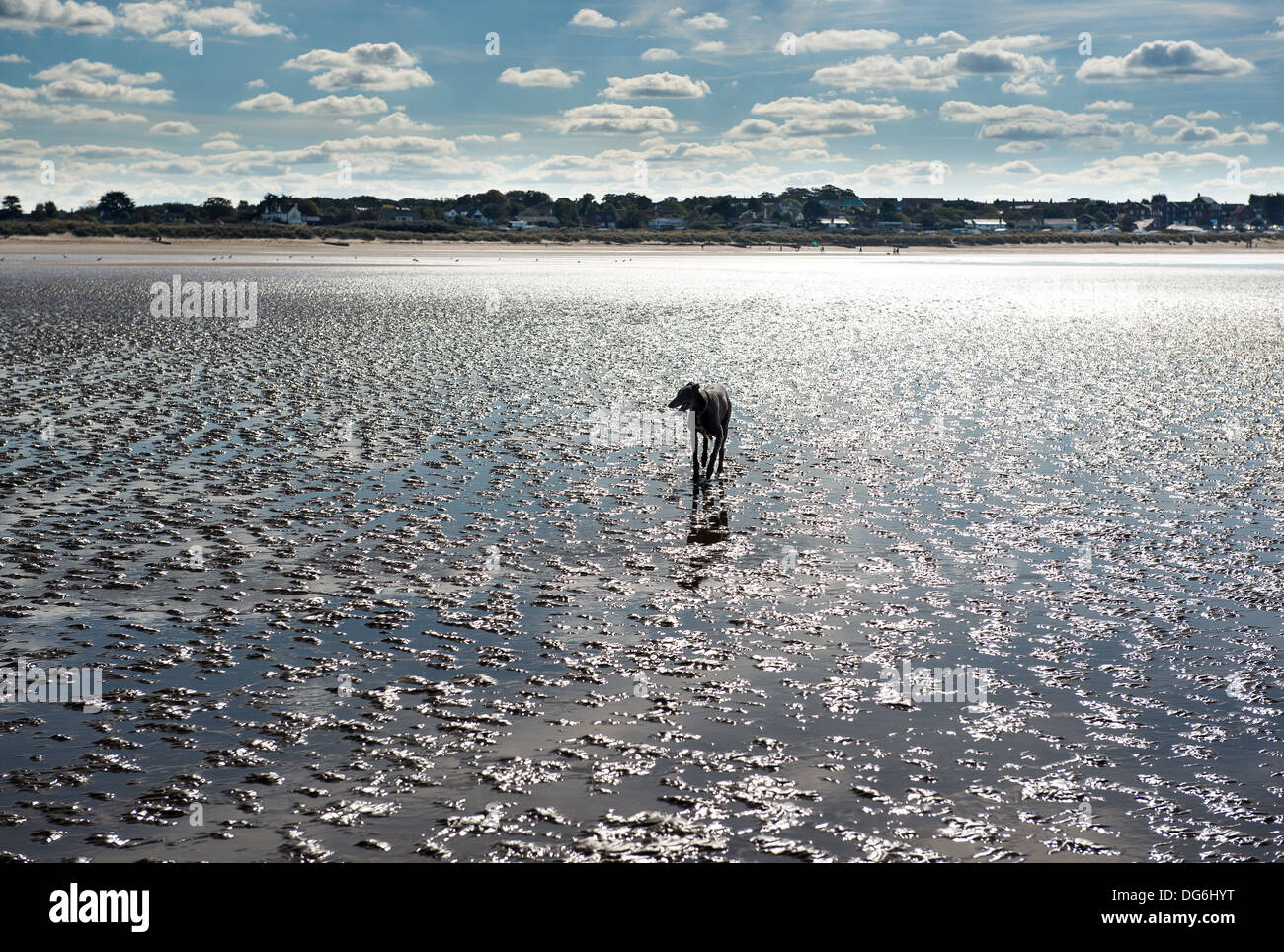 Levriero sul vecchio Hunstanton beach. Foto Stock