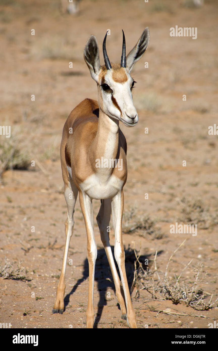 Baby Springbok nel deserto del Kalahari Foto Stock