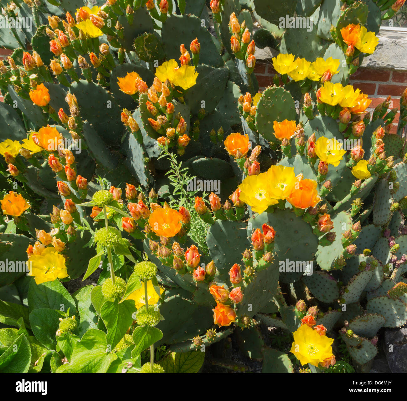 Francia, Midi-Pirenei - Tarbes. Le Jardin Massey, parco pubblico. Fiori di cactus. Foto Stock