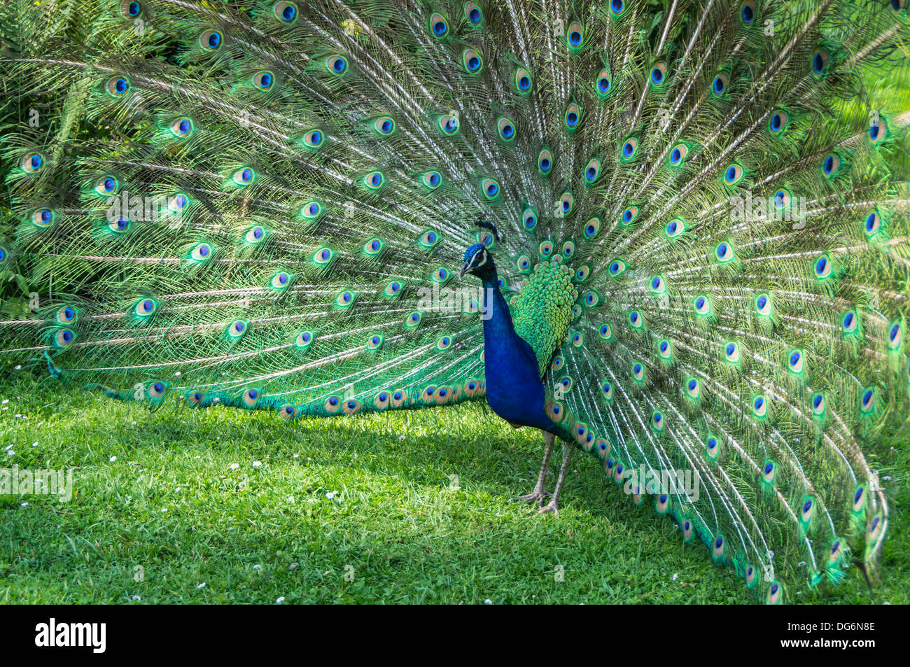 Francia, Midi-Pirenei - Tarbes. Le Jardin Massey, parco pubblico. Peacock con coda a ventaglio. Foto Stock