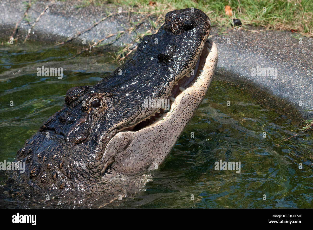 Alligatore Foto Stock