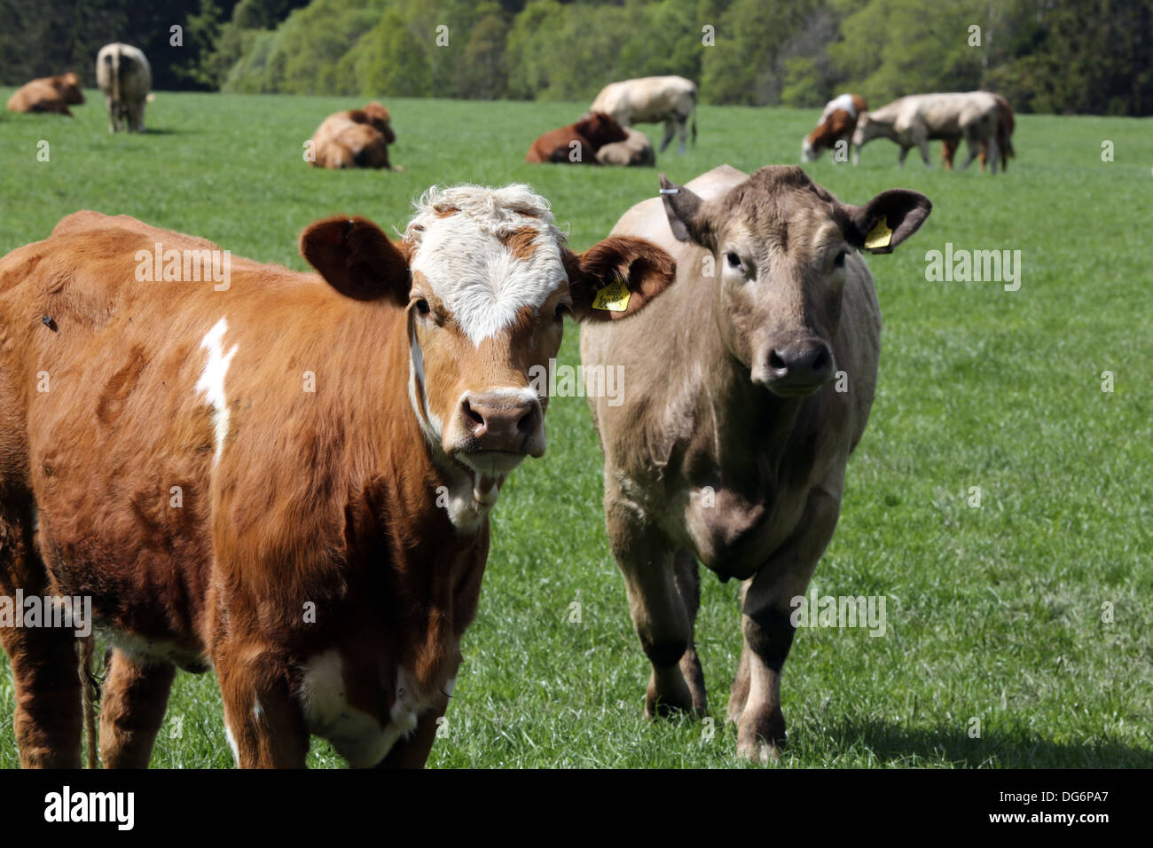 Curioso mucche in un campo Look in telecamera Foto Stock