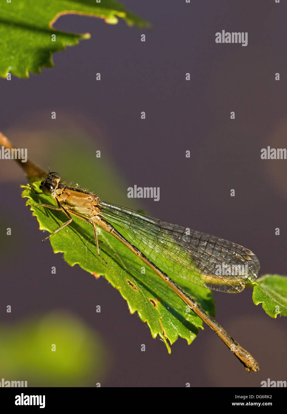 Comune Damselfly invernale Foto Stock