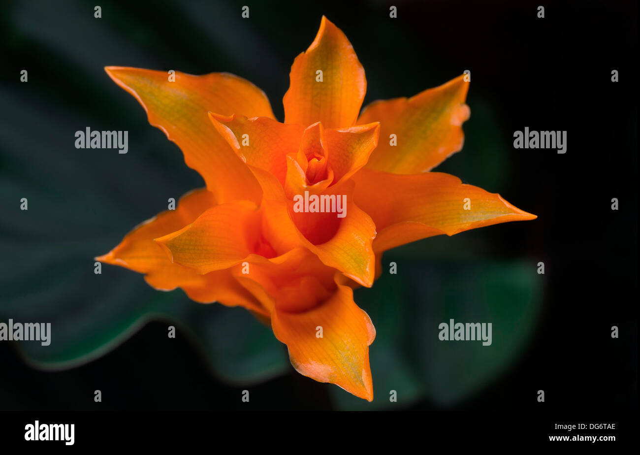 Calathea Crocata fiore Foto Stock