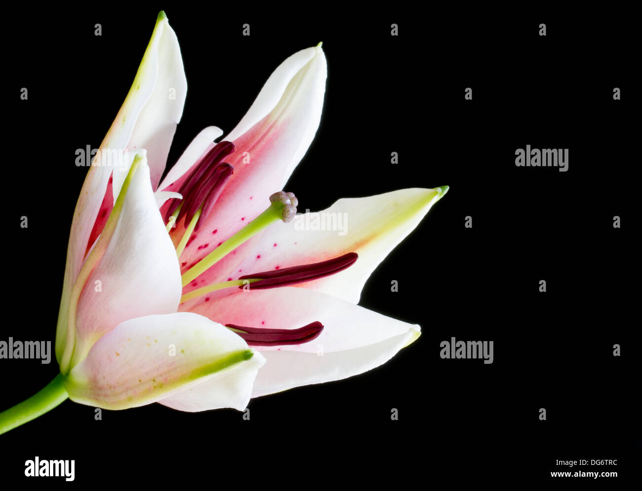 Chiudere l immagine della parte aperto rosa e bianco fiore di giglio Foto Stock