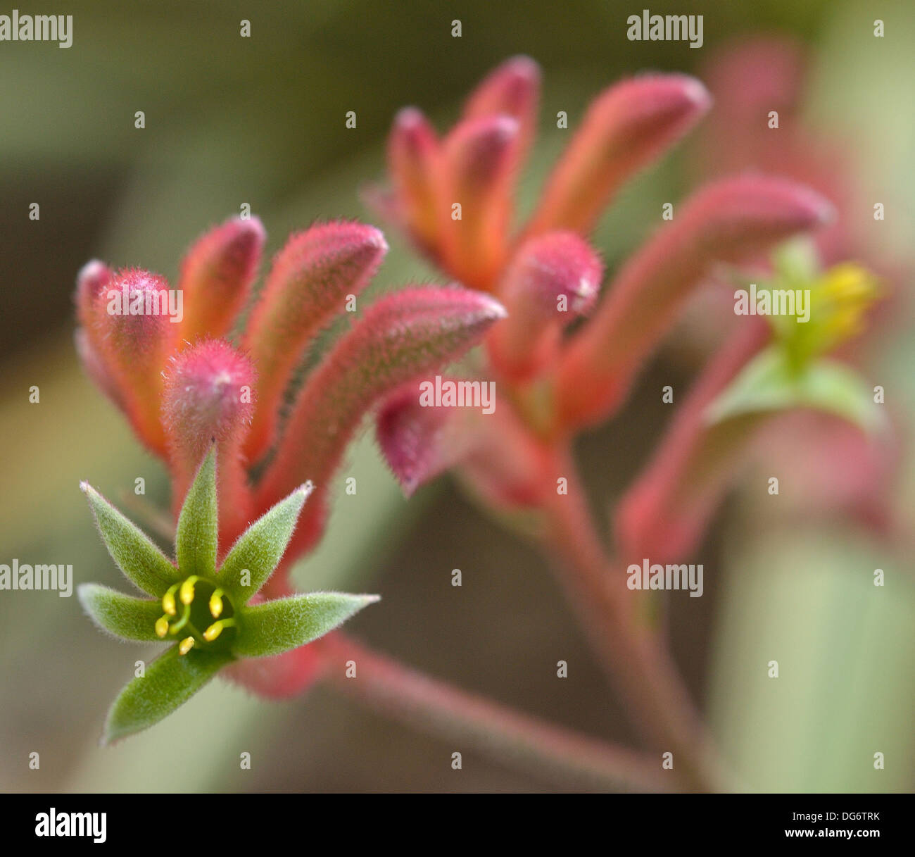 Una stretta di zampa di canguro fiori (anigozanthus manglesii) Foto Stock