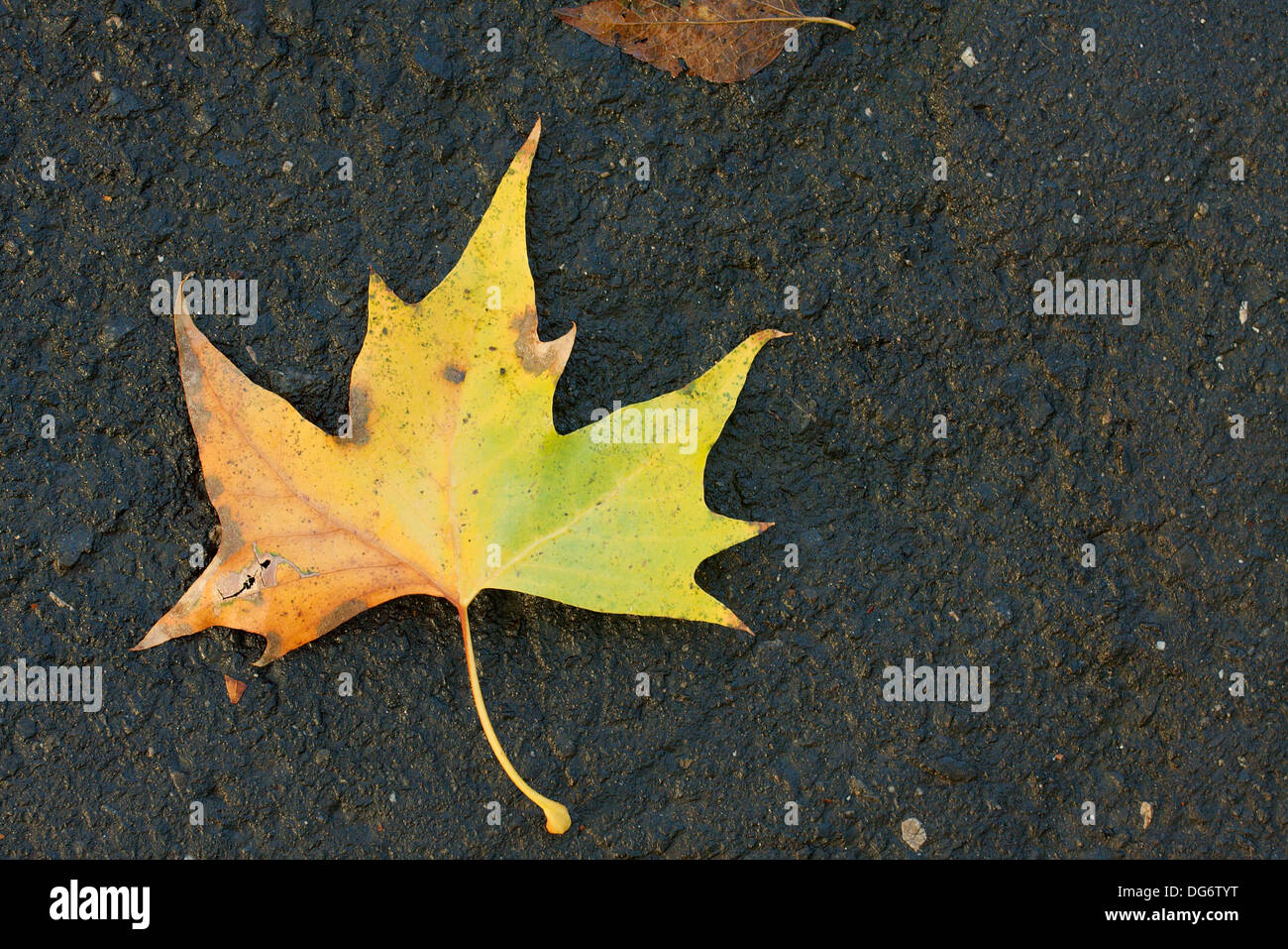 Leaf Foto Stock