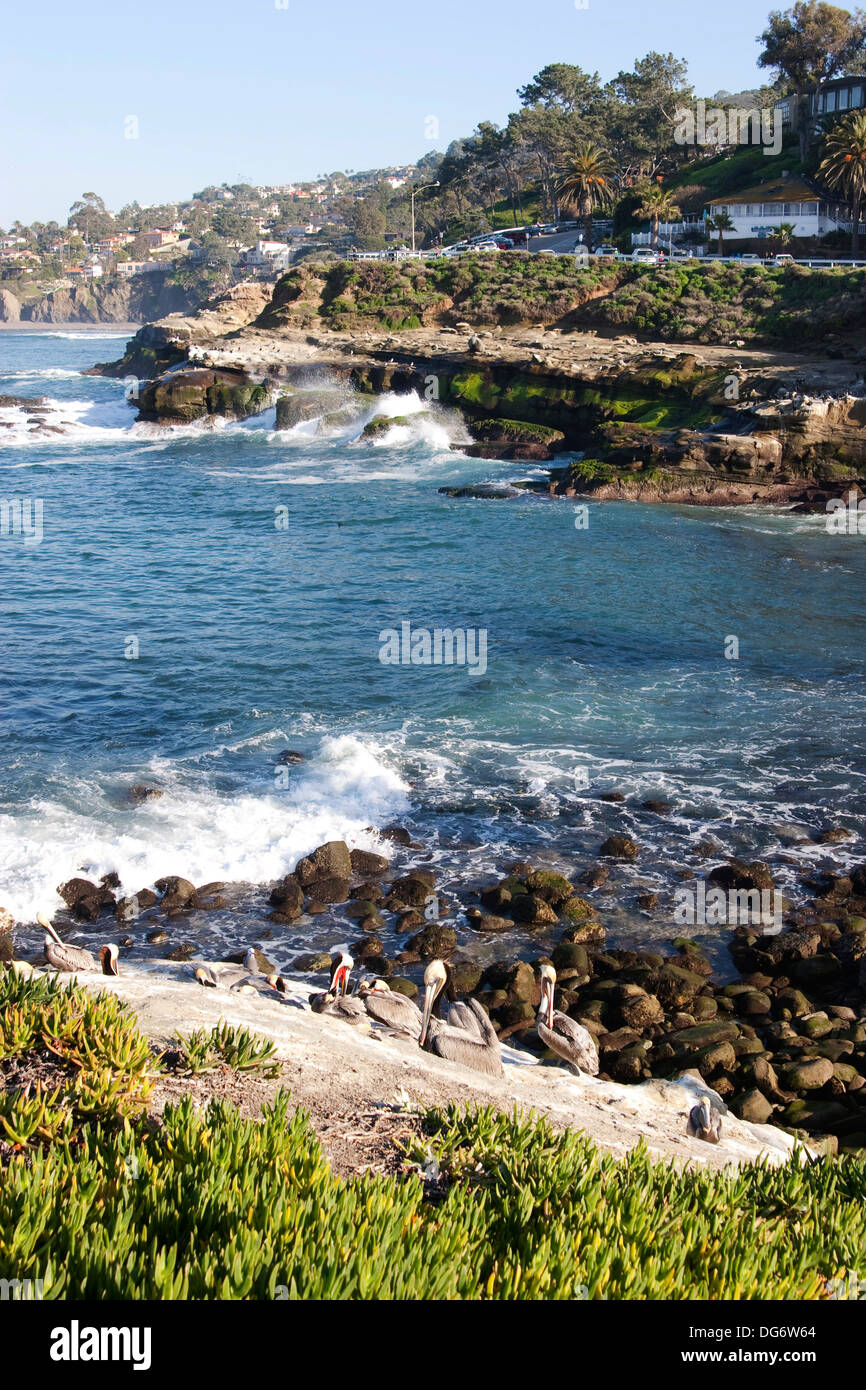 Pellicano Bruno La Jolla CALIFORNIA, STATI UNITI D'AMERICA Foto Stock