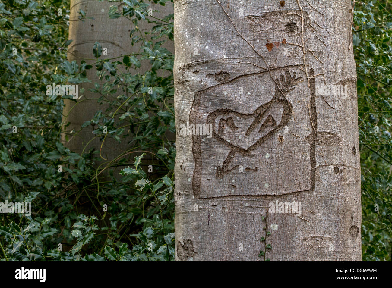 Europea di faggio (Fagus sylvatica) tree con amore cuore graffiti incisi nella sua corteccia in posizione di parcheggio Foto Stock