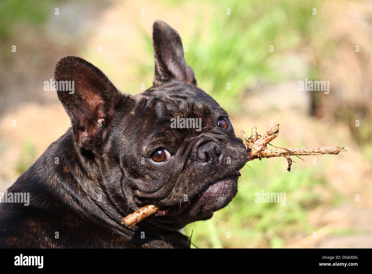 Französische Bulldogge Foto Stock