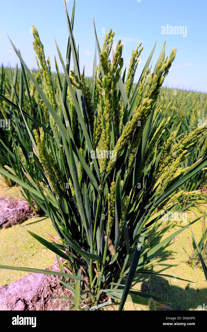 I campi di riso con grano maturo, Perello, Valencia Foto Stock