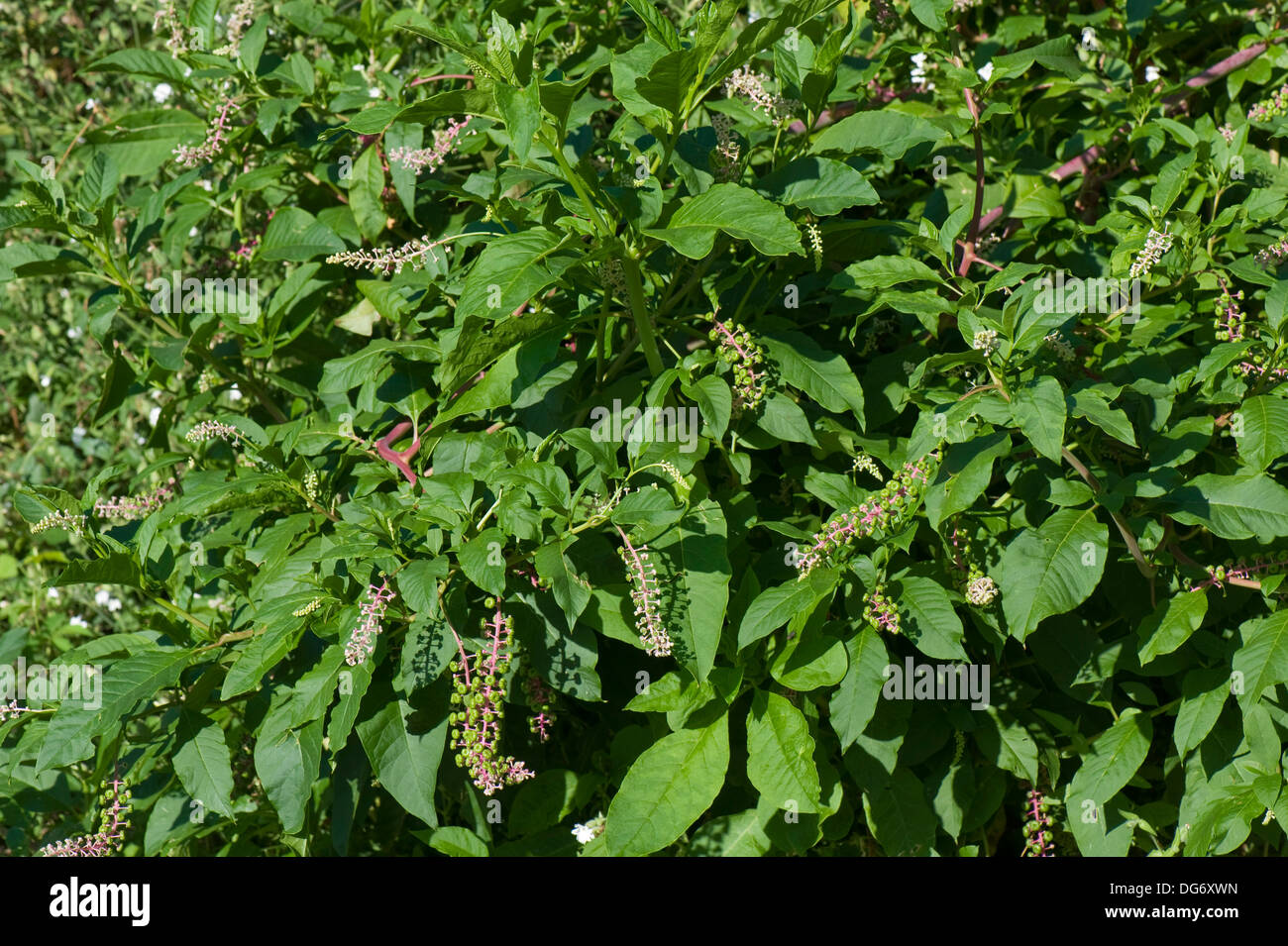 American pokeweed, phytolacca americana, fioritura e impianto di semina Foto Stock