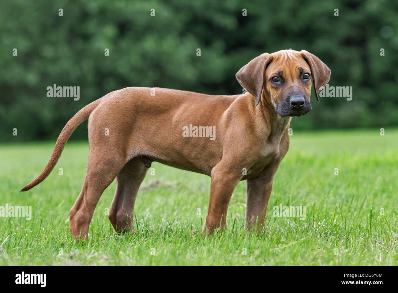 Ridgeback rhodesiano / African Lion Hound (Canis lupus familiaris) pup in giardino Foto Stock