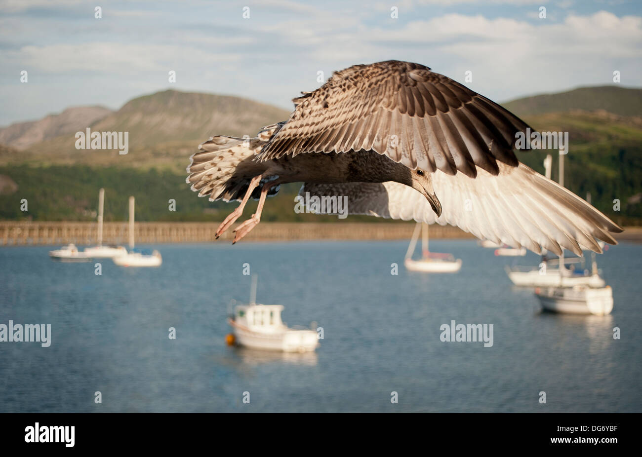 Un giovane fulmar Bird volare sopra il porto a Blaenau Ffestiniog. Foto Stock