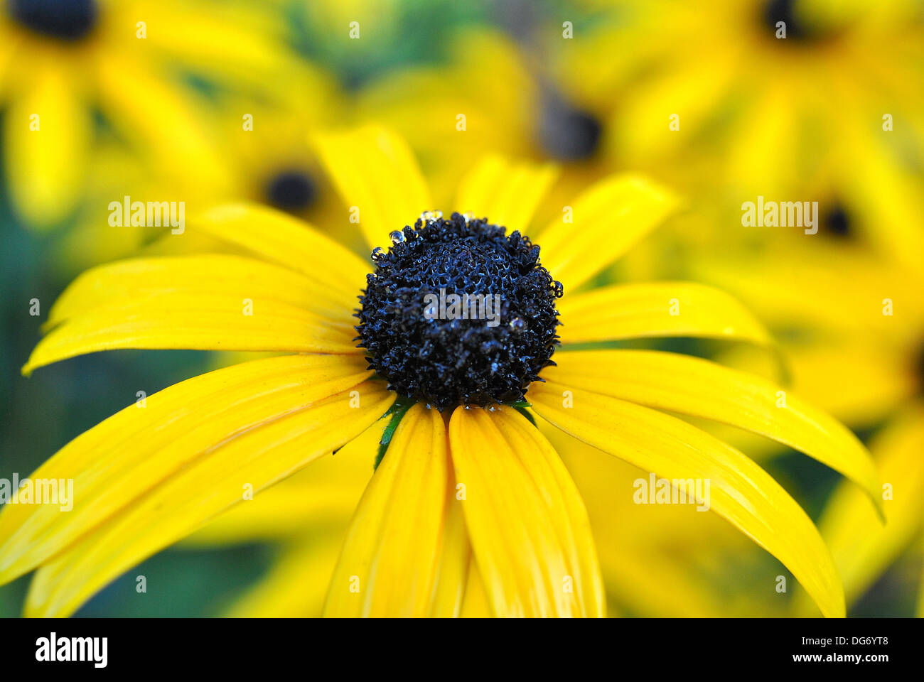 Rudbeckia fulgida var. "sullivantii Goldsturm degli azionisti Foto Stock