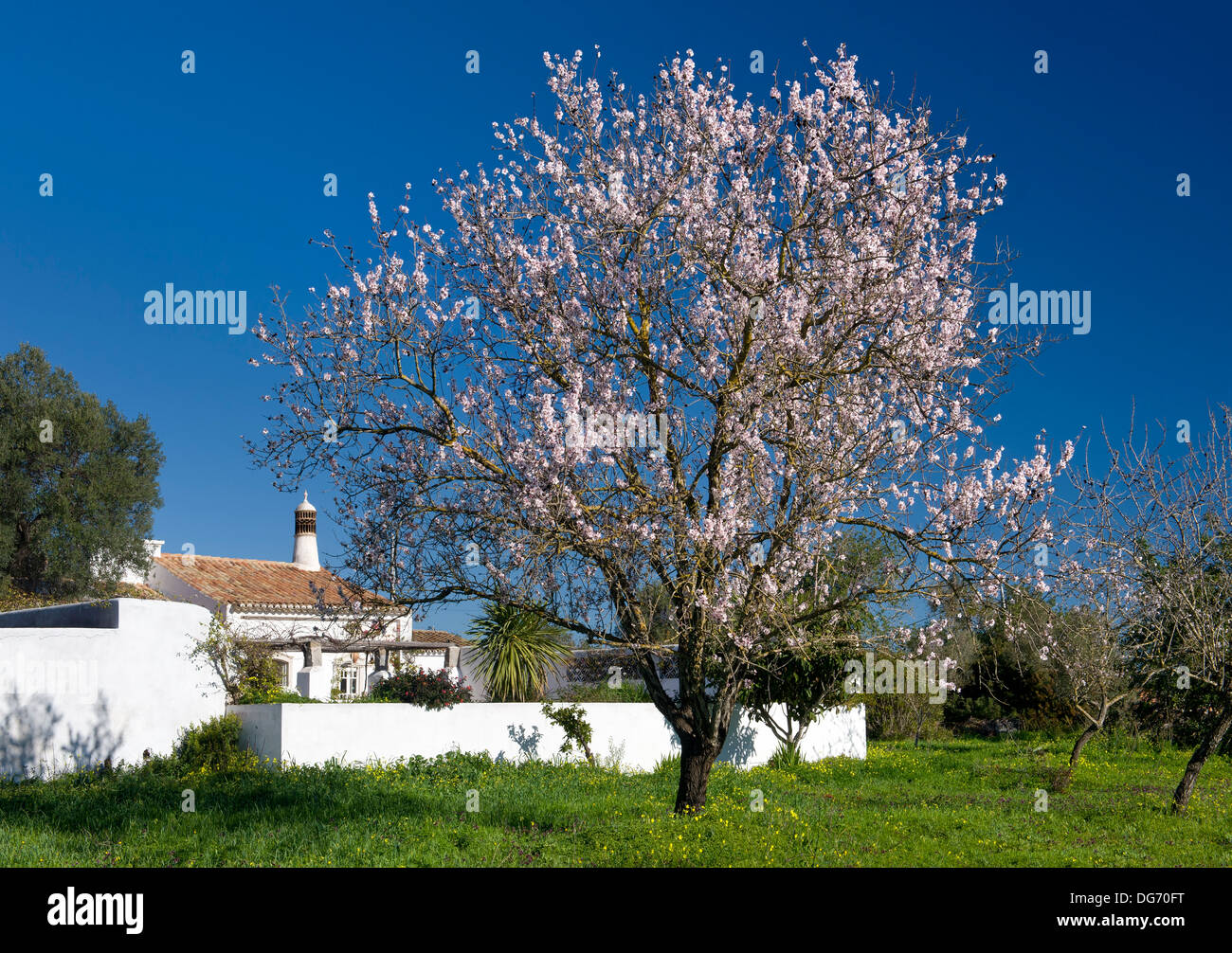Il Portogallo, Algarve, mandorla fiore e un rustico (PR) Foto Stock
