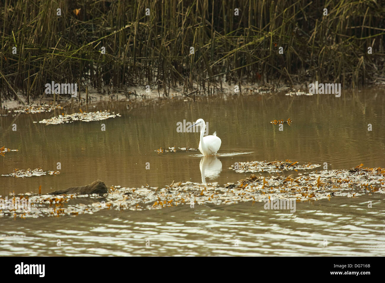 Garzetta caccia Foto Stock