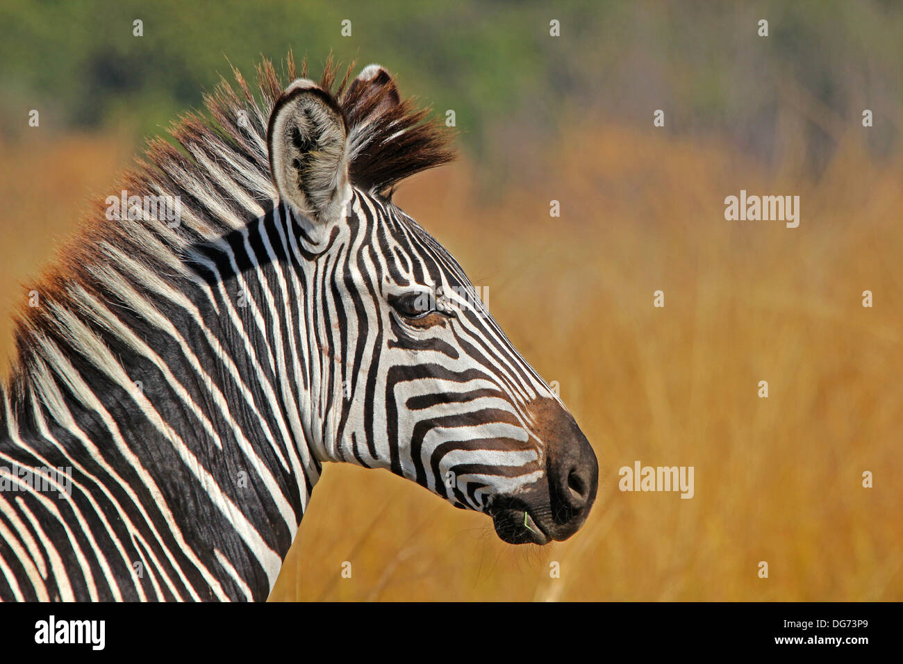 Zebra in Zambia Foto Stock