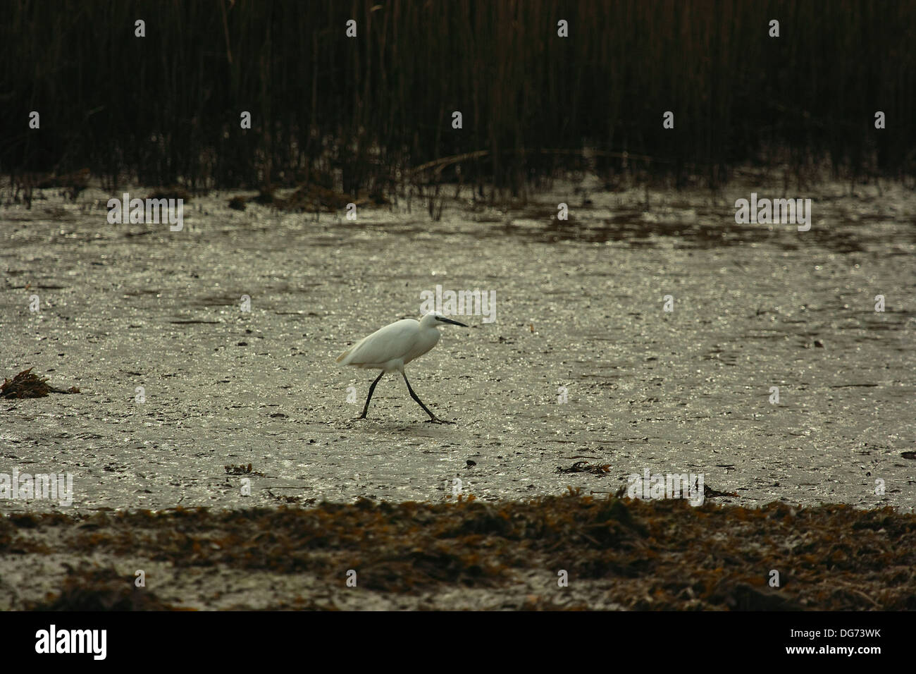Garzetta in movimento Foto Stock
