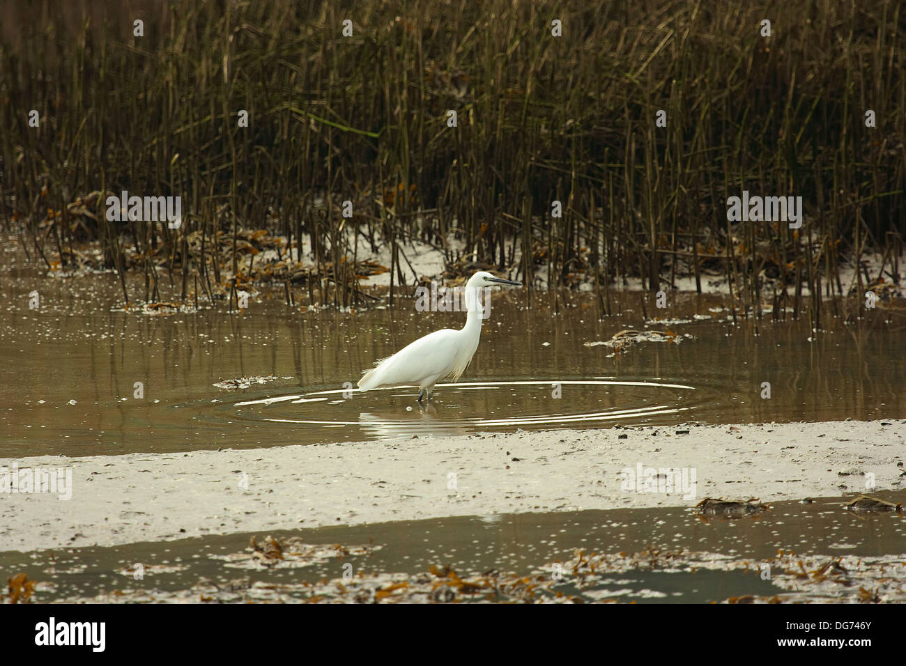 Garzetta caccia Foto Stock