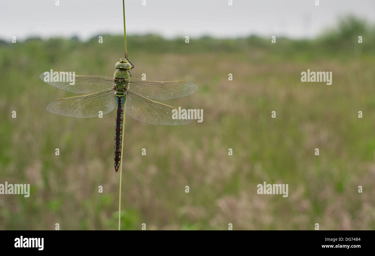 Ampio angolo di un imperatore dragonfly appollaiato in un prato Foto Stock