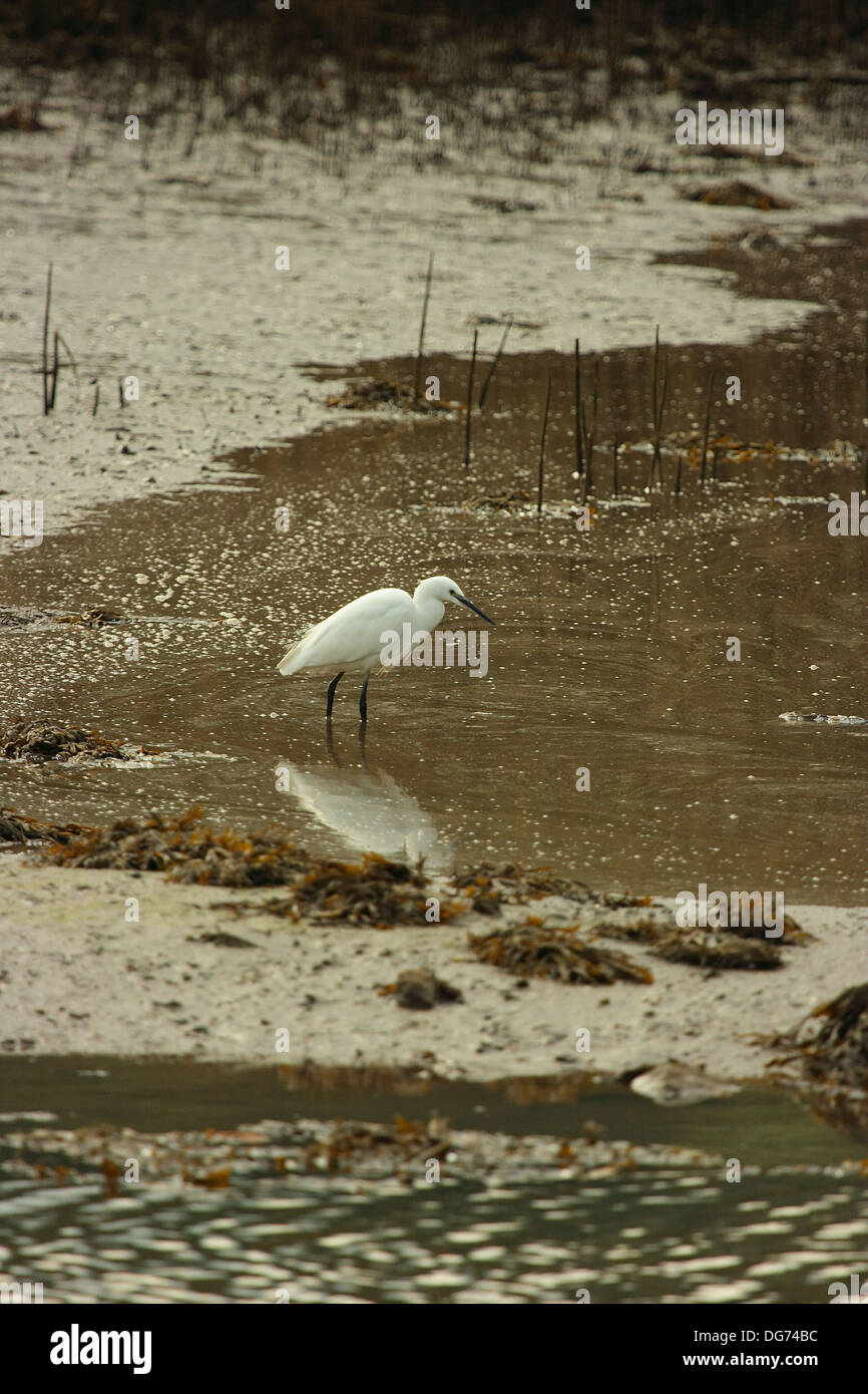Garzetta a caccia di cibo Foto Stock