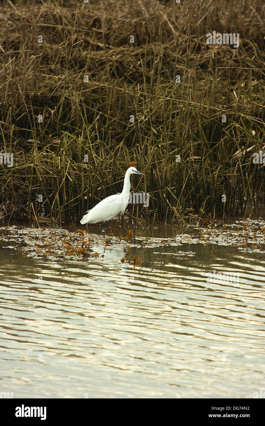 Garzetta sul lungofiume Foto Stock